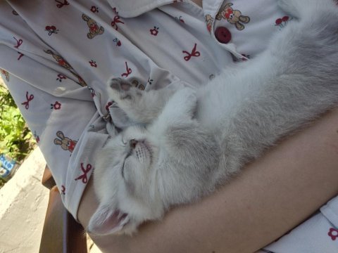 British shorthair safkan 50 günlük