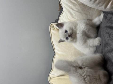 British shorthair blue point koca kafa bebekler