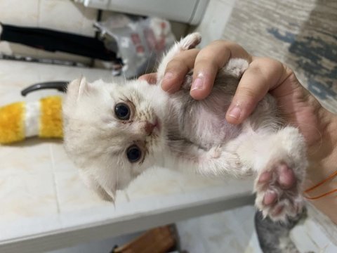 Yeşil gözlü pembe patili erkek scottish fold yavrumuz