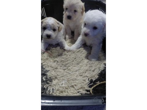 Dişi erkek maltipoo yavrularımız