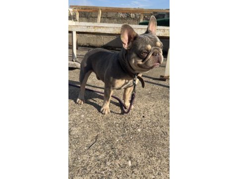 Lilac tan quad erkek french bulldog