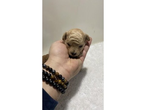 Apricot renk teacup dişi kg garantili poodle