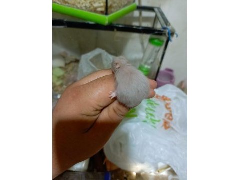 Rengarenk syria hamster yavrular