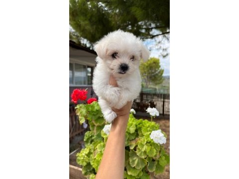 Badem şekerleri maltese köpekler