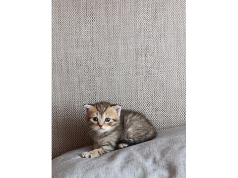 Erkek yavru scottish fold