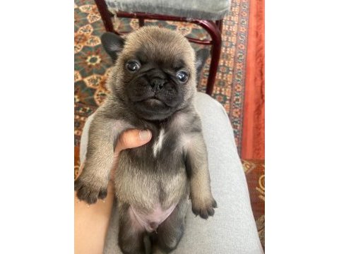 Pug mops 4 erkek