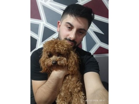 Toy poodle orjinal