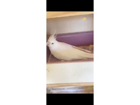 Albino litino takım sultan papağanı