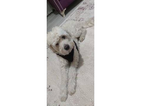 White terrier 3 yaşında ücretsiz sahiplendirme