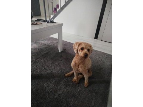 Toy poodle köpeğimiz