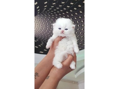 Merhaba ben british longhair chanel