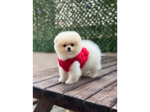 Pomeranian yavrular