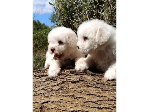 Özel ırk nadir güzellik uygun bütçe bichon frise