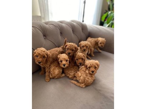 Toy poodle