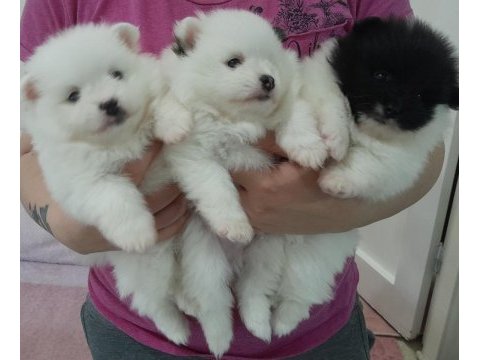 1 buçuk aylık yavrularım 2 dişi 1 erkek pomeranian