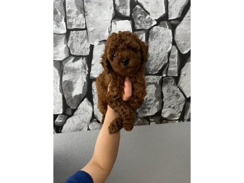Red brown poodle yavrularim ev üretimi