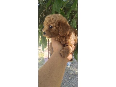 Toy poodle bebekler 45 günlük