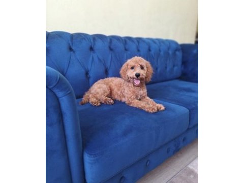 Safkan toy poodle dişi