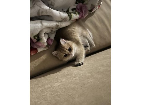 Golden tombiş british shorthair