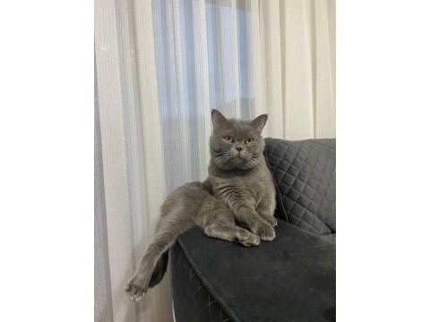 Acil çok çok uyguna vereceğim british shorthair