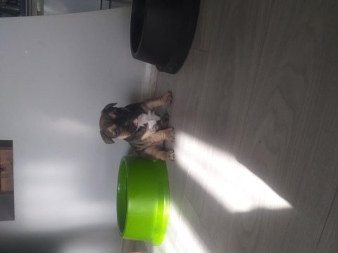 Egzotik french bulldog