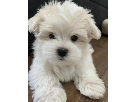 A kalite morkie yavrular