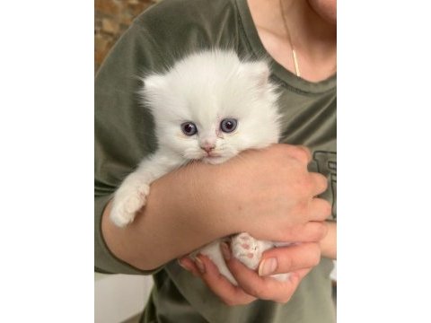 Oyuncu sevecen pamuk şeker british longhair yavrularım