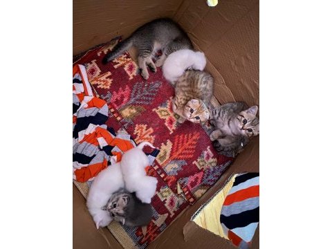 Scottish fold yavrular sahibinden sahiplendirilecek