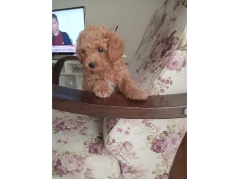 40 günlük toy poodle erkek yavrularım