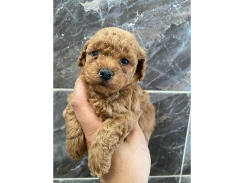 Orjinal minyatür toy poodle 