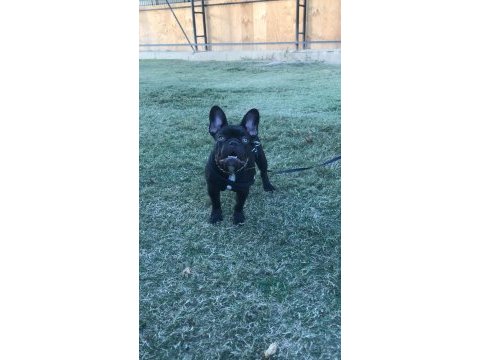 10 aylık erkek evde bakıldı harika anatomi french bulldog
