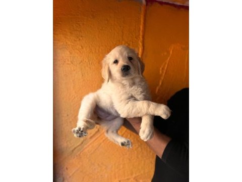 Mükemmel kalitede golden retriever bebeklerimiz acele edin