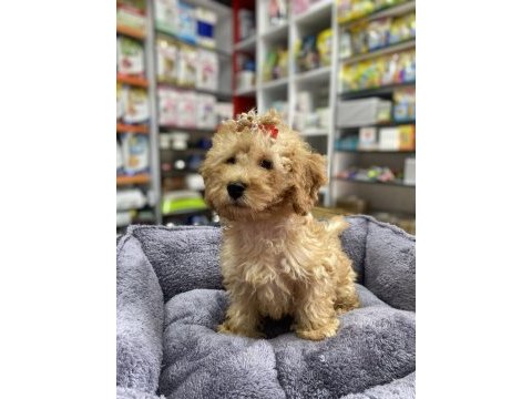 Secereli red brown babadan toy poodle yavrumuz