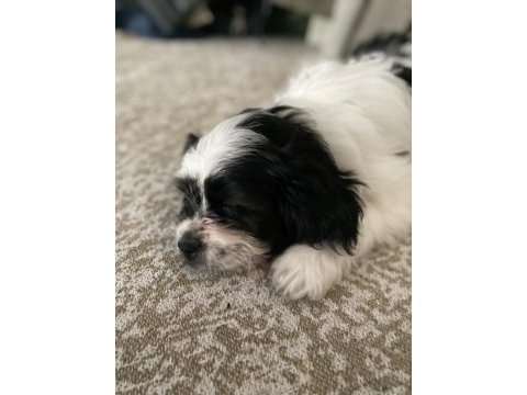 Tombik bambik yeni yuva arayışında dişi 8 aylık shih tzu