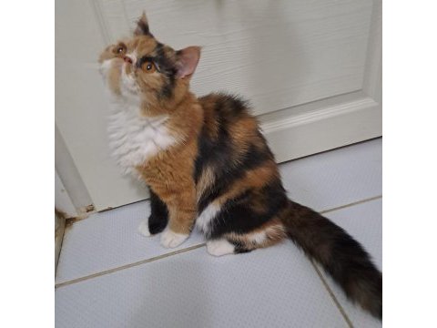 Kendi yavrularımız exotic shorthair