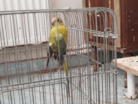 2 adet şarkıcı praket papağanımız
