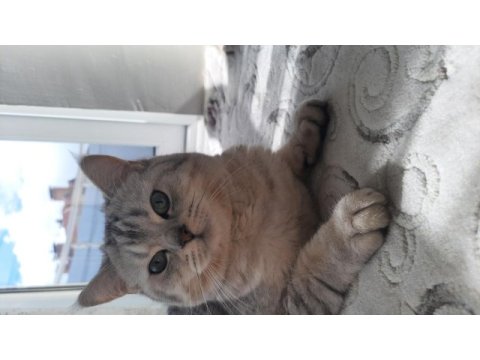 British shorthair yavrumuza ömürlük yuva arıyoruz