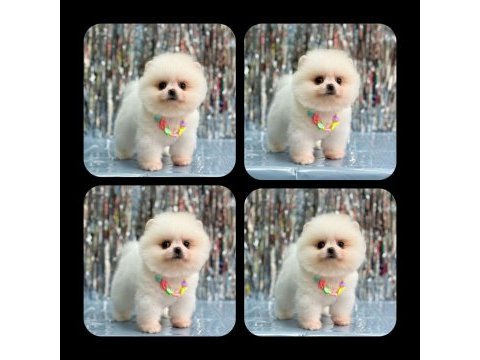 Orjinal ayı surat pomeranian boo