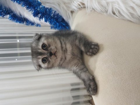 Silver scottish fold