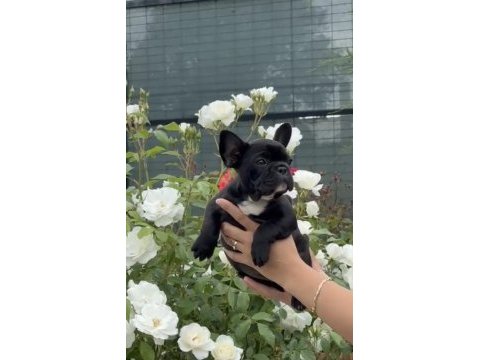2,5 aylık dişi french bulldog