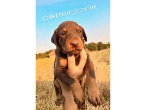 Yavru dobermanlar