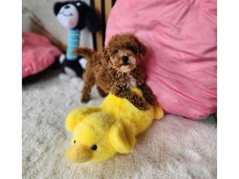 Maltipoo  yavrularımız 