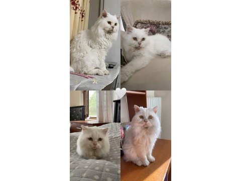Ücretsiz sahiplendirme british shorthair