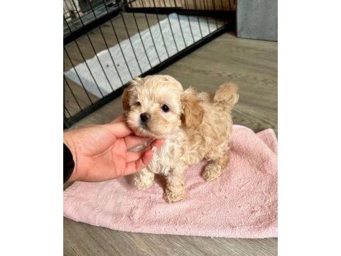 A kalite maltipoo bebeklerimiz