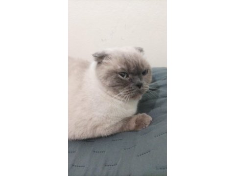 Scottish fold kedimize acil yuva