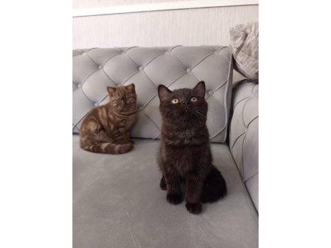 3 aylık siyah ve kahverengi british shorthair