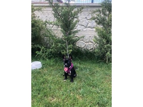 Dişi french bulldog