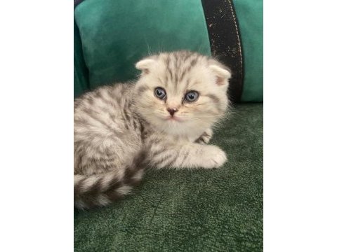 Mükemmel tatlı yavru kedilerimiz
