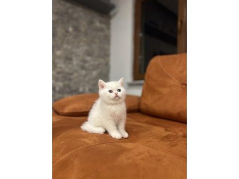 Brıtısh shorthair sevimli yavrularım 