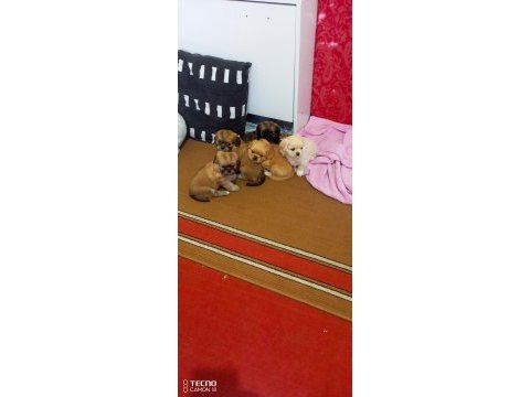 Pekinez köpeği güzeller